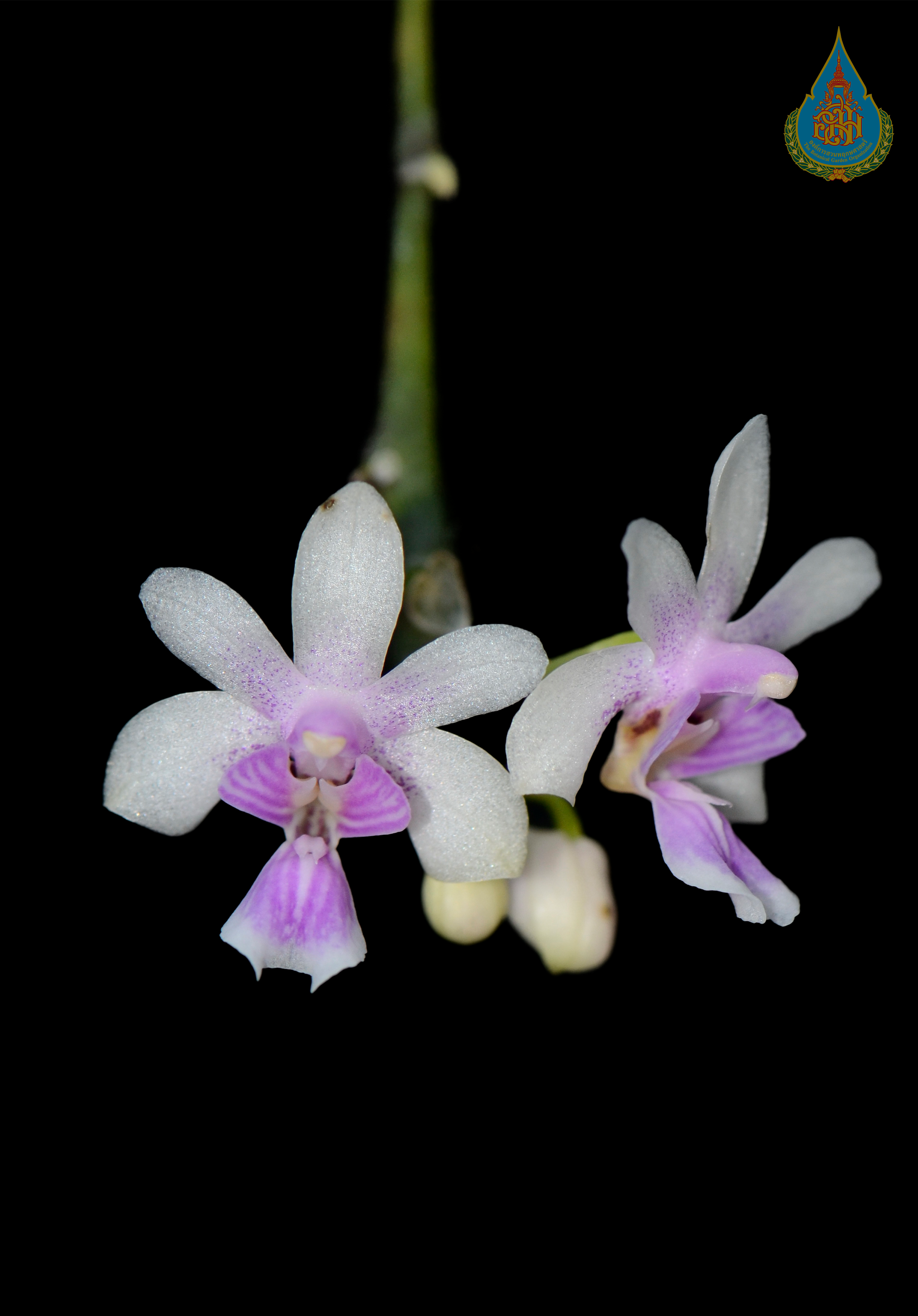 กาตาฉ่อ Phalaenopsis deliciosa Rchb.f.<br/>ORCHIDACEAE